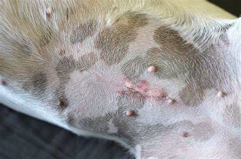 dog spay incision leaking fluid|My dog was spayed she is oozing liquid